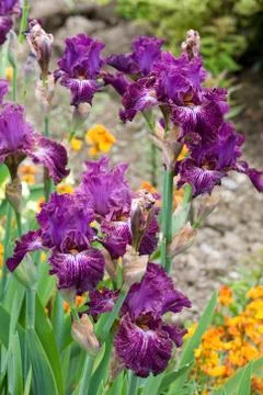 Iris flower Stock Photos