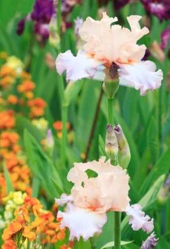 Iris flower Stock Photos