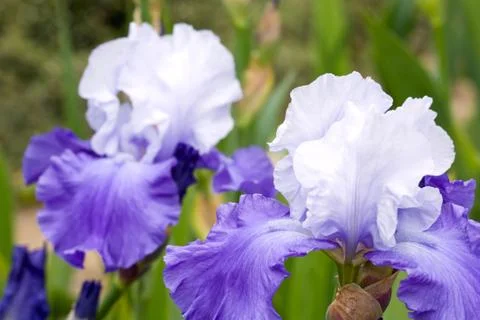 Iris flower Stock Photos
