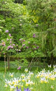 Iris flower Stock Photos