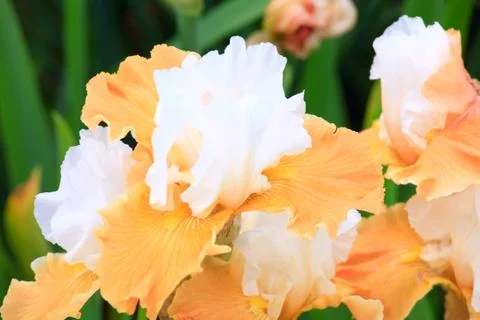 Iris flower Stock Photos