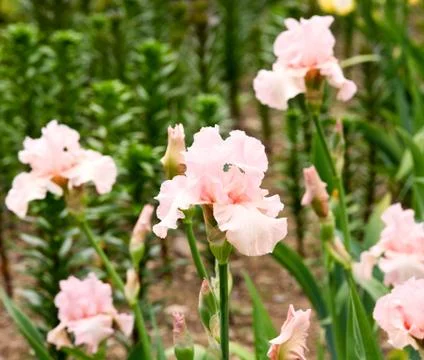 Iris flower Stock Photos