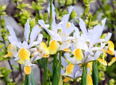 Iris flower Stock Photos