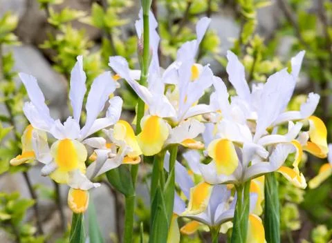 Iris flower Stock Photos