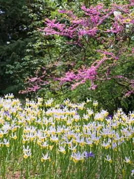 Iris flower Stock Photos