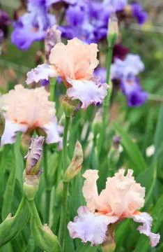 Iris flower Stock Photos