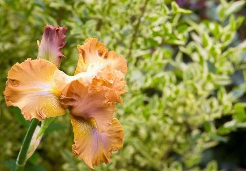 Iris flower Stock Photos