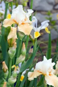 Iris flower Stock Photos