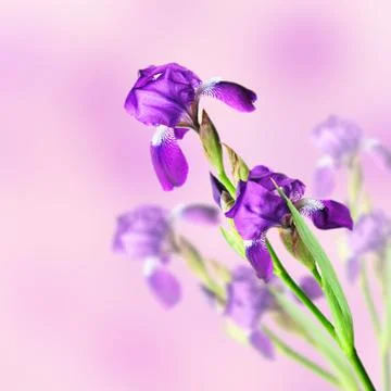 Iris flower Stockfoto's