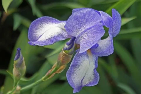 Iris flower Foto stock