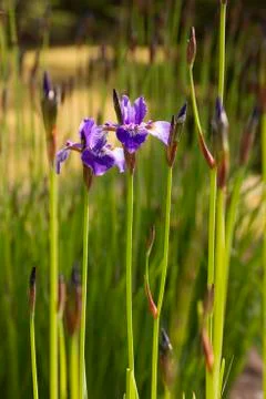 Iris flower Stock Photos