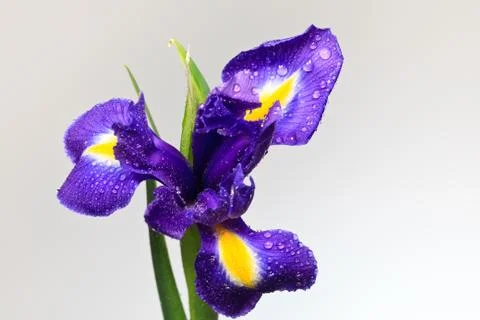 Iris flower Stock Photos