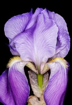 Iris flower Stock Photos