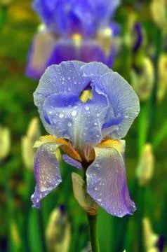 Iris Flower Stock Photos