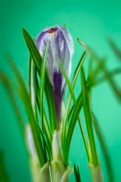 Iris flower Stock Photos