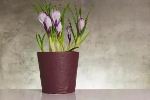 Iris flower Stock Photos