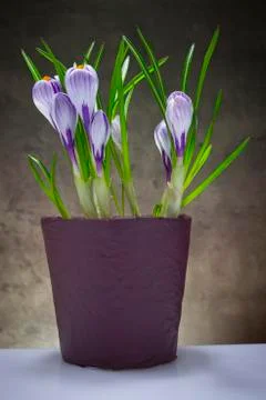 Iris flower Stock Photos