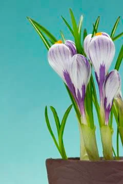 Iris flower Stock Photos
