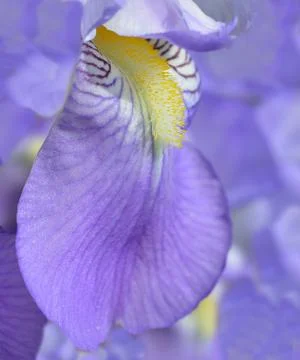 Iris flower Stock Photos