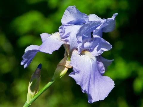 Iris flower. Stock Photos