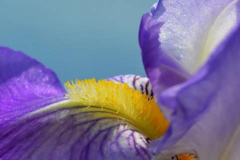 Iris flower Stock Photos