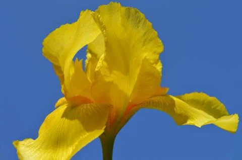 Iris flower Stock Photos