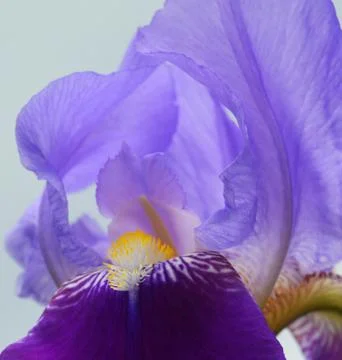 Iris flower Stock Photos