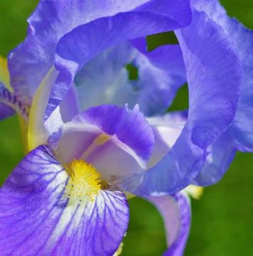 Iris flower Stock Photos