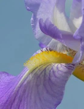 Iris flower Stock Photos