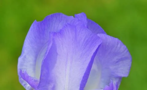 Iris flower Stock Photos