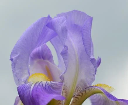 Iris flower Stock Photos