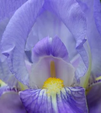 Iris flower Stock Photos