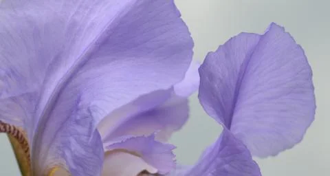 Iris flower Foto stock