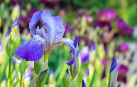 Iris flower Stock Photos