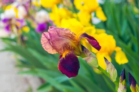 Iris flower Stock Photos