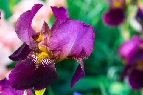 Iris flower Stock Photos