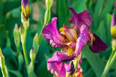 Iris flower Stock Photos