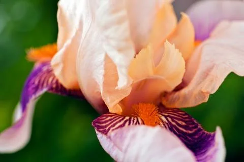 Iris flower Gratis Stockfotos