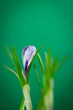 Iris flower Stock Photos