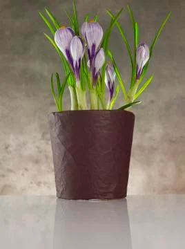 Iris flower Stock Photos