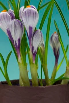Iris flower Stock Photos