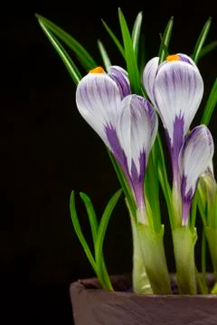 Iris flower Stock Photos
