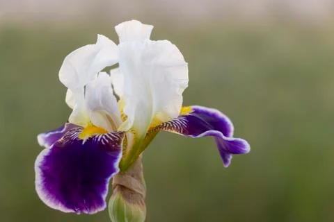 Iris flower Stock Photos