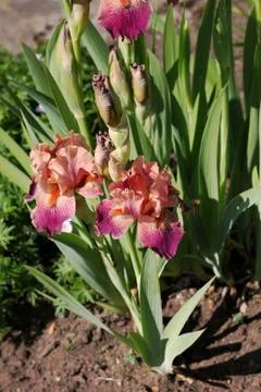 Iris flower Stock Photos