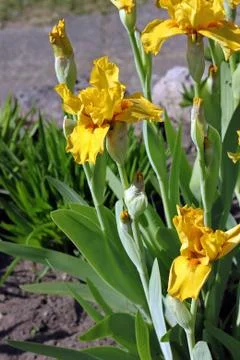 Iris flower Stock Photos