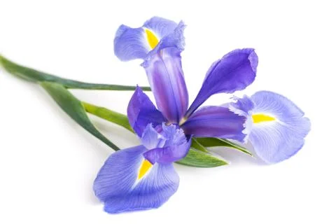 Iris flower Stock Photos