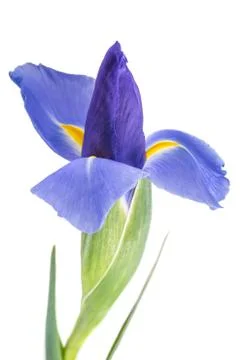 Iris flower Stock Photos