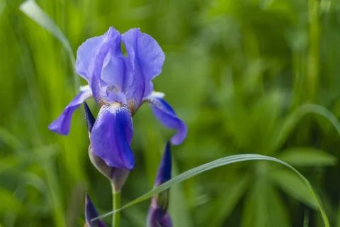 Iris flower Stock Photos