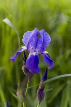 Iris flower Stock Photos