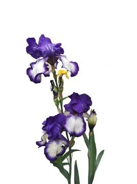Iris flower Photos